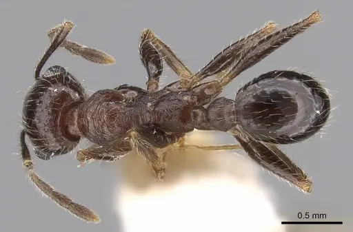 Pheidole wroughtonii specimen CASENT0281679 image casent0281679_1