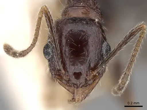 Pheidole wroughtonii specimen CASENT0281679 image casent0281679_2
