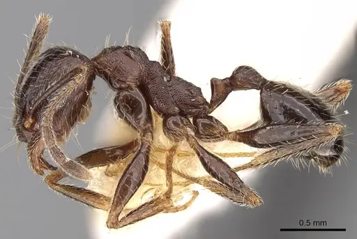 Pheidole wroughtonii specimen CASENT0281679 image casent0281679_3