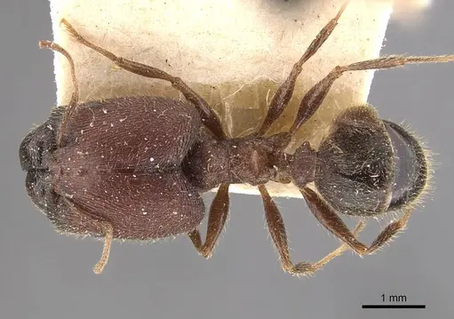 Pheidole wroughtonii specimen CASENT0907969 image casent0907969_1