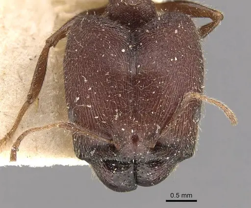 Pheidole wroughtonii specimen CASENT0907969 image casent0907969_2