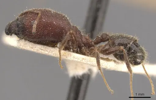 Pheidole wroughtonii specimen CASENT0907969 image casent0907969_3