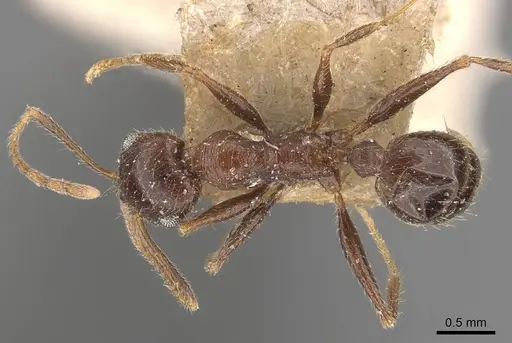 Pheidole wroughtonii specimen CASENT0907970 image casent0907970_1