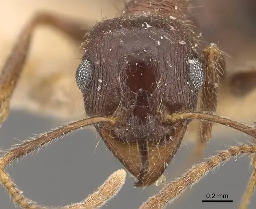Pheidole wroughtonii specimen CASENT0907970 image casent0907970_2