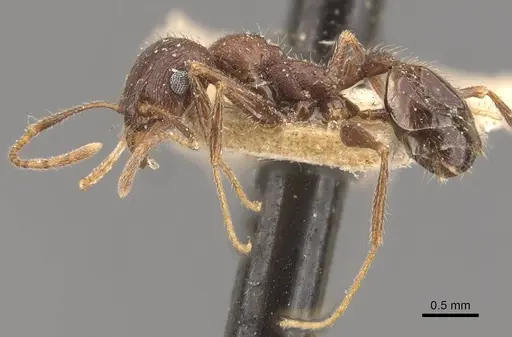 Pheidole wroughtonii specimen CASENT0907970 image casent0907970_3