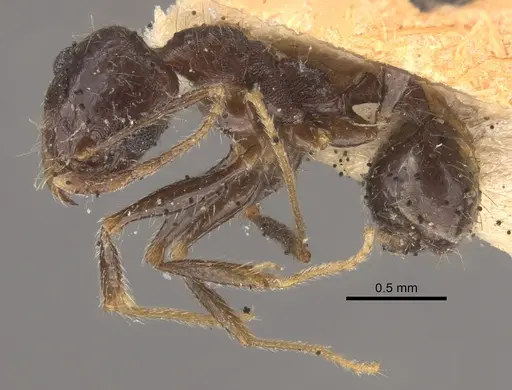 Pheidole wroughtonii specimen CASENT0917792 image casent0917792_1