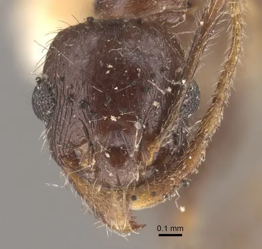 Pheidole wroughtonii specimen CASENT0917792 image casent0917792_2