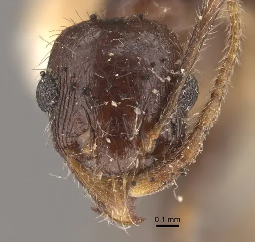 Pheidole wroughtonii specimen CASENT0917792 image casent0917792_3