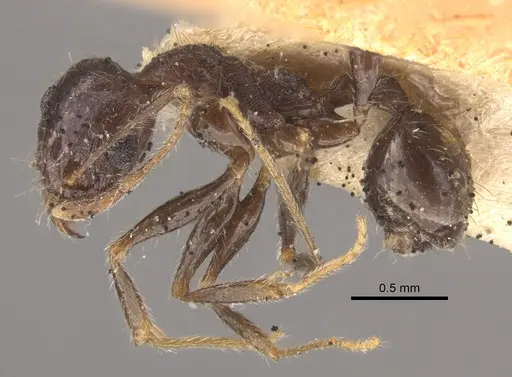 Pheidole wroughtonii specimen CASENT0917792 image casent0917792_4