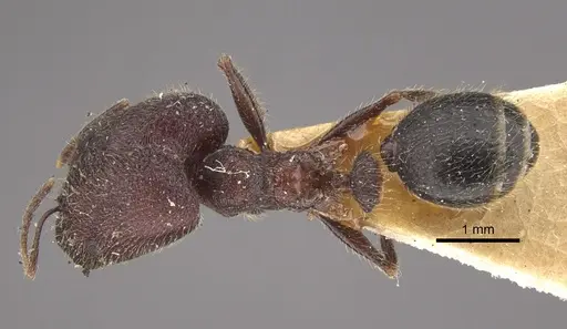 Pheidole wroughtonii specimen CASENT0917793 image casent0917793_1