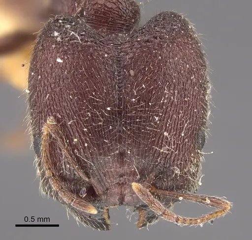 Pheidole wroughtonii specimen CASENT0917793 image casent0917793_2