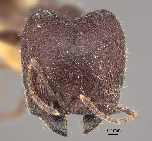 Pheidole wroughtonii specimen CASENT0917793 image casent0917793_3