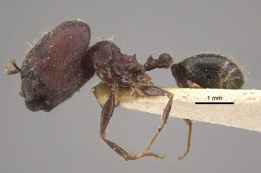 Pheidole wroughtonii specimen CASENT0917793 image casent0917793_4