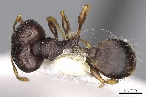 Pheidole xanthocnemis specimen CASENT0281735 image casent0281735_1