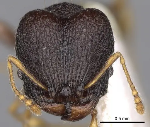 Pheidole xanthocnemis specimen CASENT0281735 image casent0281735_2