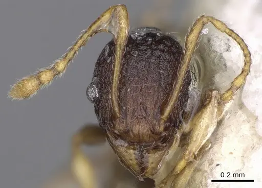 Pheidole xanthocnemis specimen CASENT0281736 image casent0281736_2