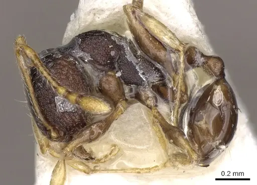 Pheidole xanthocnemis specimen CASENT0281736 image casent0281736_3