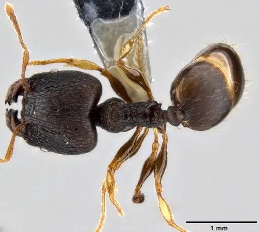 Pheidole xanthocnemis specimen CASENT0282400 image casent0282400_1