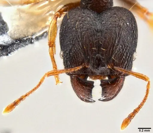 Pheidole xanthocnemis specimen CASENT0282400 image casent0282400_2