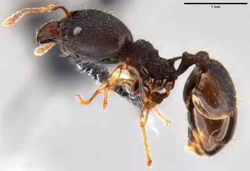 Pheidole xanthocnemis specimen CASENT0282400 image casent0282400_3