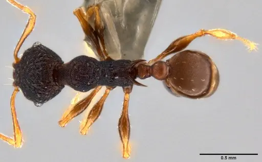 Pheidole xanthocnemis specimen CASENT0282479 image casent0282479_1