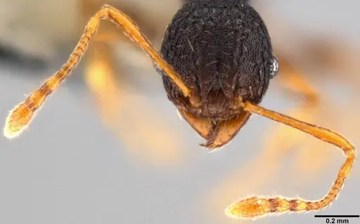 Pheidole xanthocnemis specimen CASENT0282479 image casent0282479_2