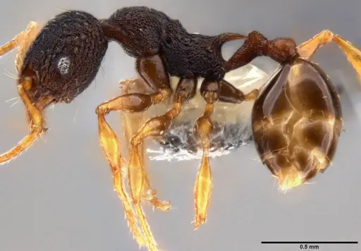 Pheidole xanthocnemis specimen CASENT0282479 image casent0282479_3
