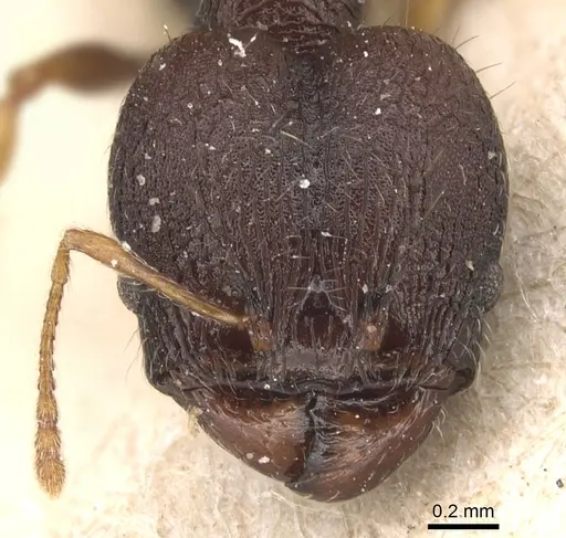 Pheidole xanthocnemis specimen CASENT0904288 image casent0904288_2