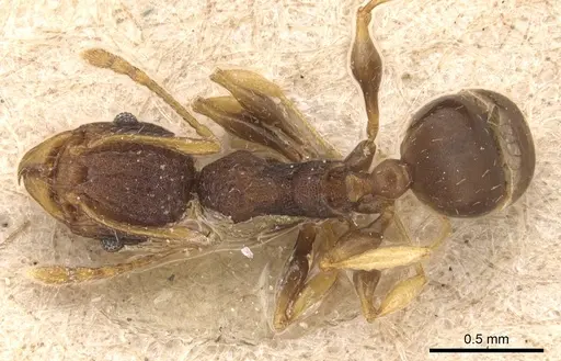 Pheidole xanthocnemis specimen CASENT0904289 image casent0904289_1