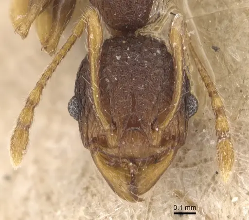 Pheidole xanthocnemis specimen CASENT0904289 image casent0904289_2