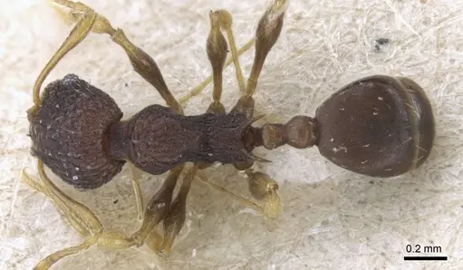 Pheidole xanthocnemis specimen CASENT0906686 image casent0906686_1