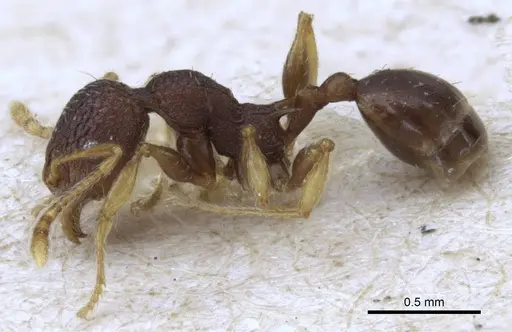 Pheidole xanthocnemis specimen CASENT0906686 image casent0906686_3