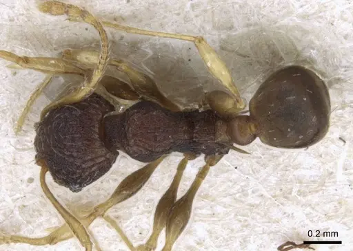 Pheidole xanthocnemis specimen CASENT0906687 image casent0906687_1
