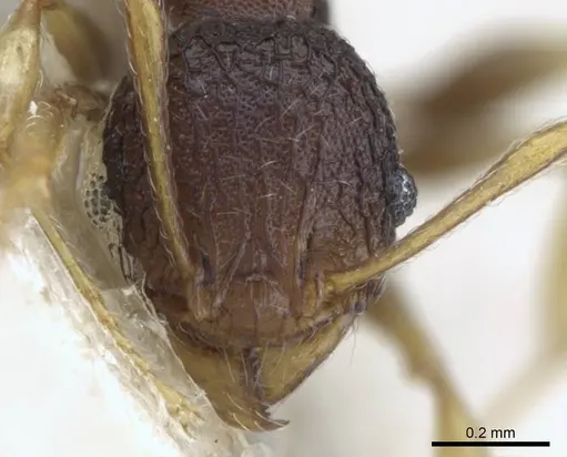 Pheidole xanthocnemis specimen CASENT0906687 image casent0906687_2