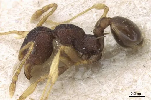 Pheidole xanthocnemis specimen CASENT0906687 image casent0906687_3