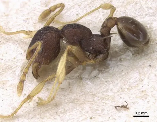 Pheidole xanthocnemis specimen CASENT0906687 image casent0906687_4