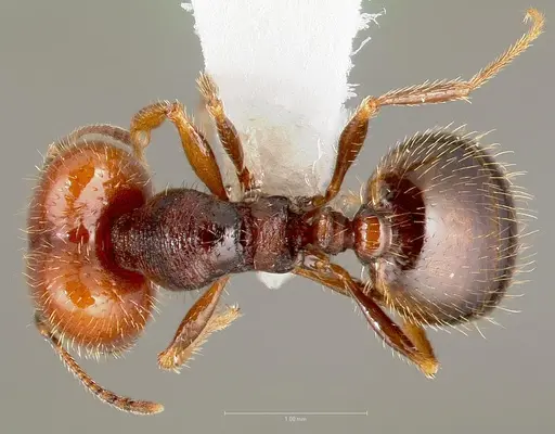 Pheidole xerophila specimen CASENT0005773 image casent0005773_1