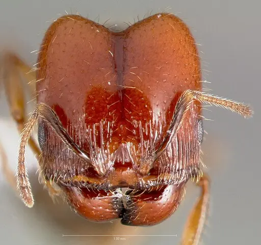 Pheidole xerophila specimen CASENT0005773 image casent0005773_2