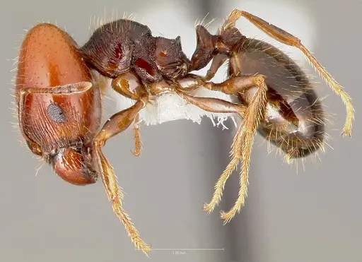 Pheidole xerophila specimen CASENT0005773 image casent0005773_3