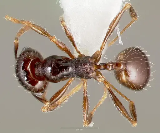 Pheidole xerophila specimen CASENT0005774 image casent0005774_1