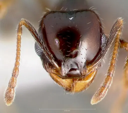 Pheidole xerophila specimen CASENT0005774 image casent0005774_2