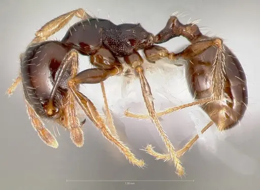 Pheidole xerophila specimen CASENT0005774 image casent0005774_3