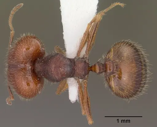 Pheidole xerophila specimen CASENT0104451 image casent0104451_1