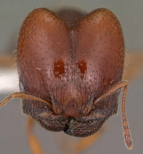 Pheidole xerophila specimen CASENT0104451 image casent0104451_2