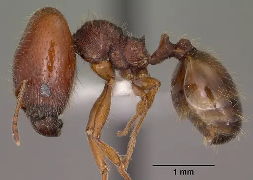 Pheidole xerophila specimen CASENT0104451 image casent0104451_3