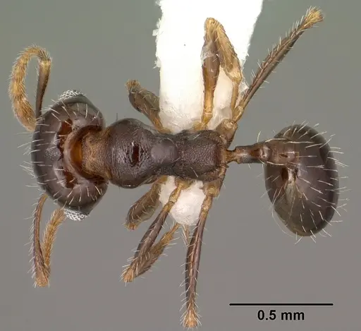 Pheidole xerophila specimen CASENT0104452 image casent0104452_1