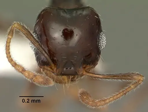Pheidole xerophila specimen CASENT0104452 image casent0104452_2