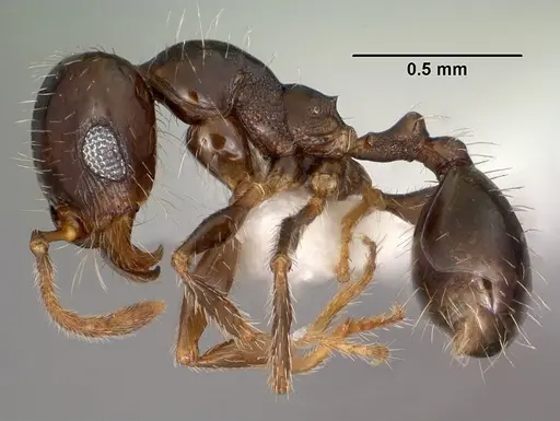 Pheidole xerophila specimen CASENT0104452 image casent0104452_3