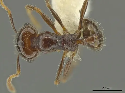 Pheidole xerophila specimen CASENT0636803 image casent0636803_1