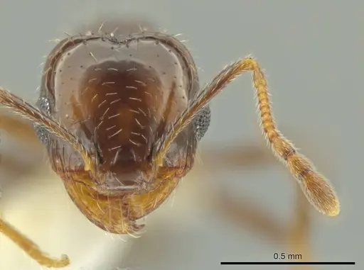Pheidole xerophila specimen CASENT0636803 image casent0636803_2